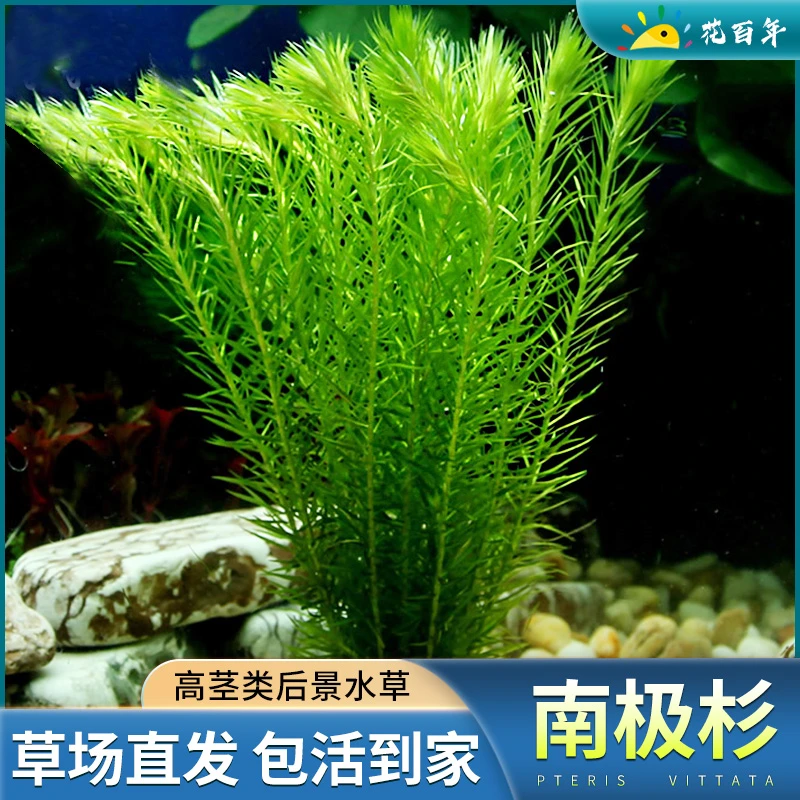 水草植物草缸火山石造景活体好养装饰水草套餐水榕增氧鱼缸造景