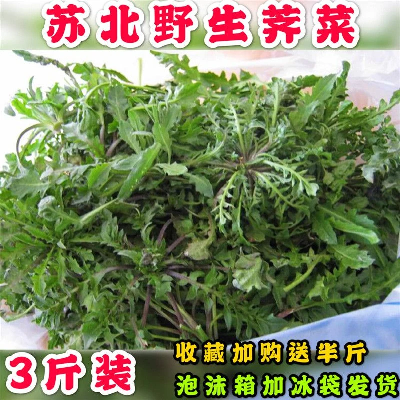 优质野生荠菜种子 野菜 地菜野荠菜馄饨春卷馅苏北东台野荠菜优质