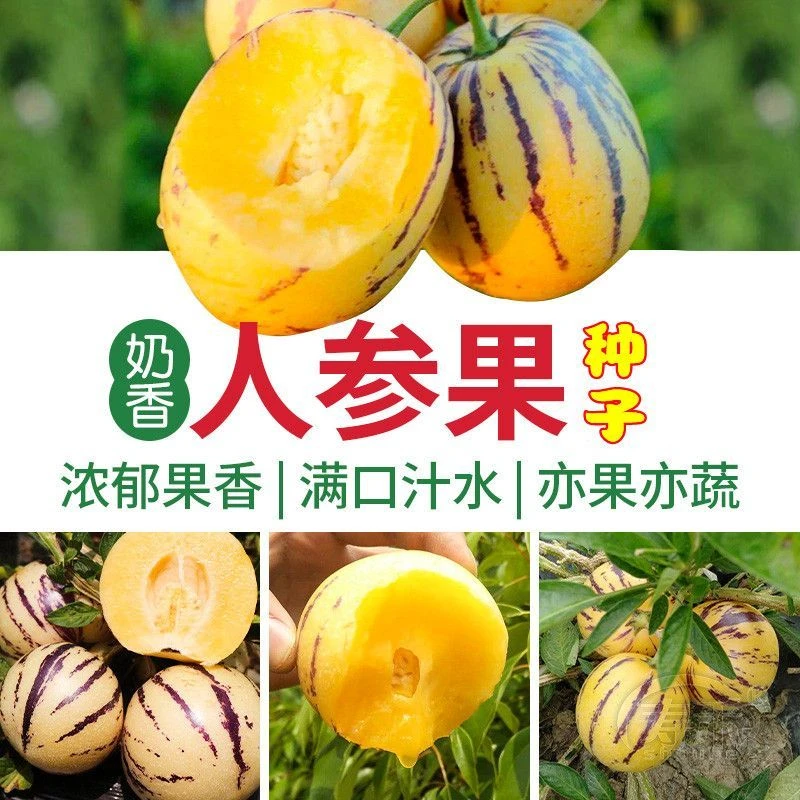 人参果种子种籽圆果人生果树种早熟南方北方四季食用水果蔬菜种子