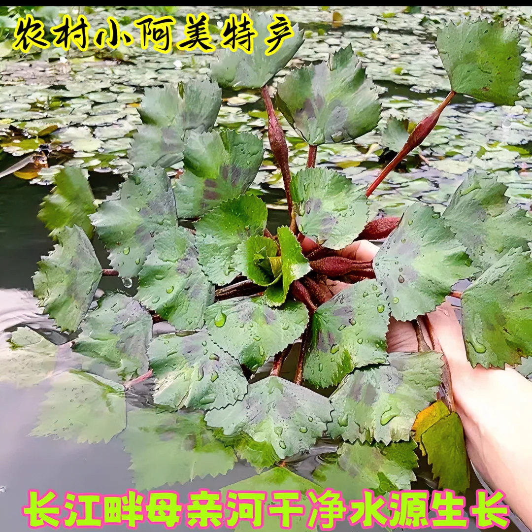 野外水生野菱角菜净菜农村土特产营养净菱角菜1件500g包邮新鲜