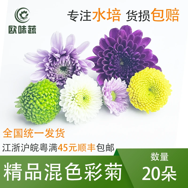 新鲜彩菊20朵 混合菊花小菊花乒乓菊酒店西餐摆盘装饰
