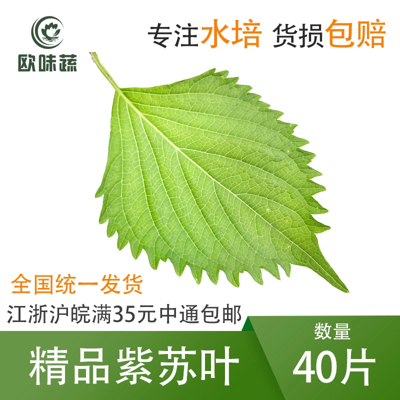 新鲜大叶40片 20g紫苏叶苏子叶韩国日料酒店西餐摆盘装饰点缀花草