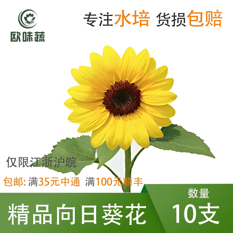 新鲜向日葵1把10支 可食用鲜花酒店西餐烘焙装饰摆盘点缀
