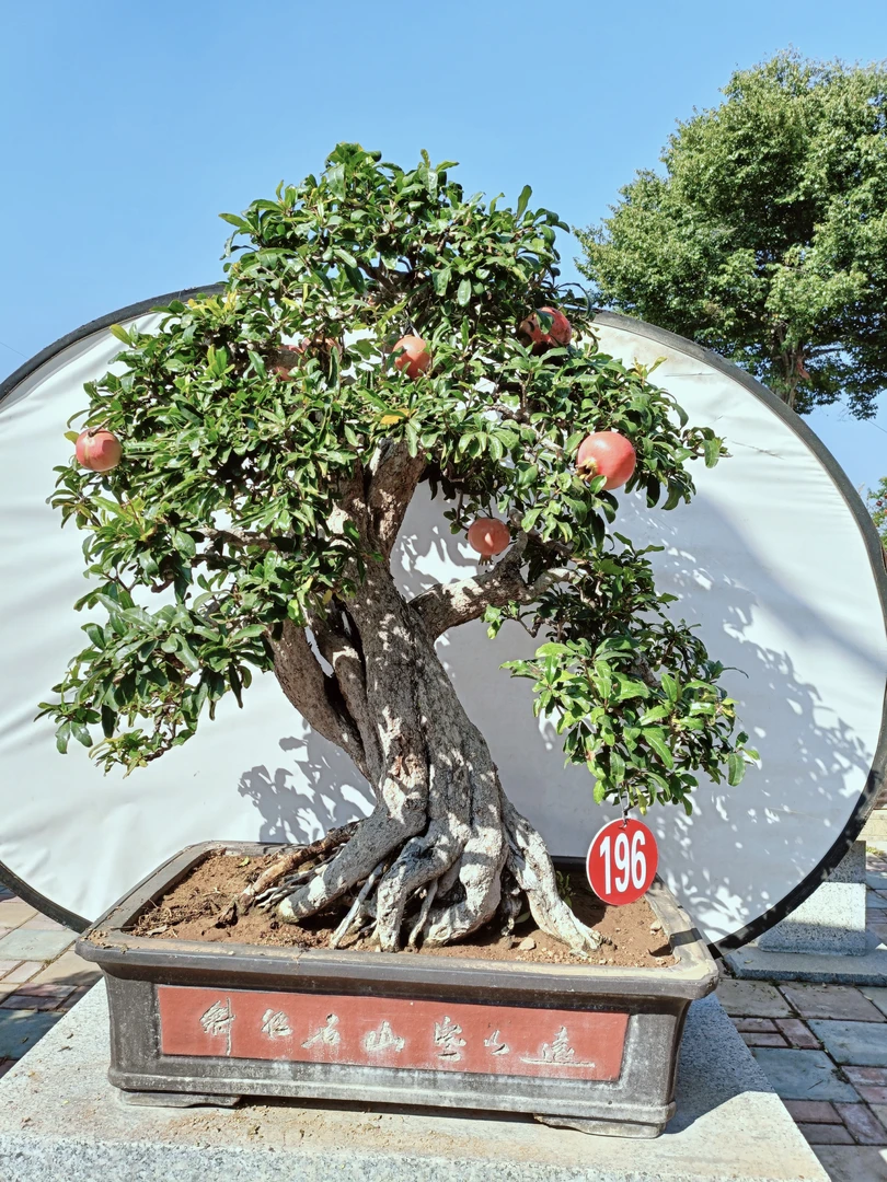 老桩庭院景观盆栽，别墅庭院发财树，盘栽地栽花卉南北方（一物一拍）