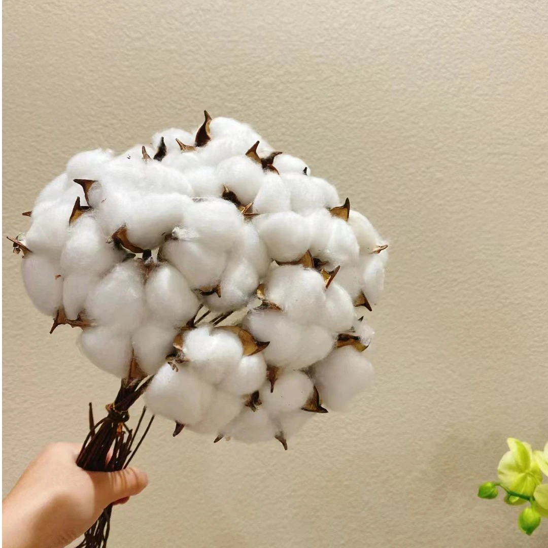 干花 3把棉花  不支持已发货退款  收到观赏养护