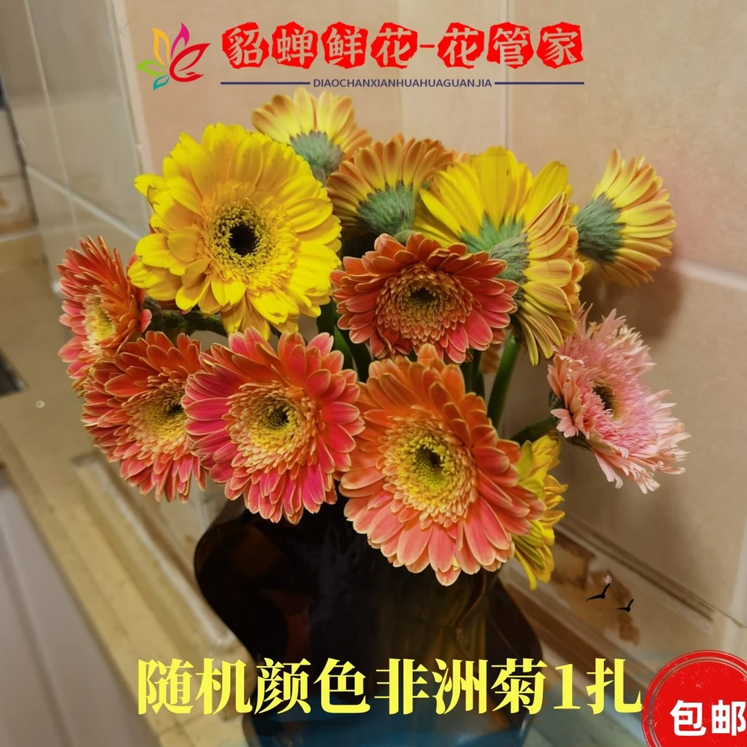 鲜花  110支不选色非洲菊