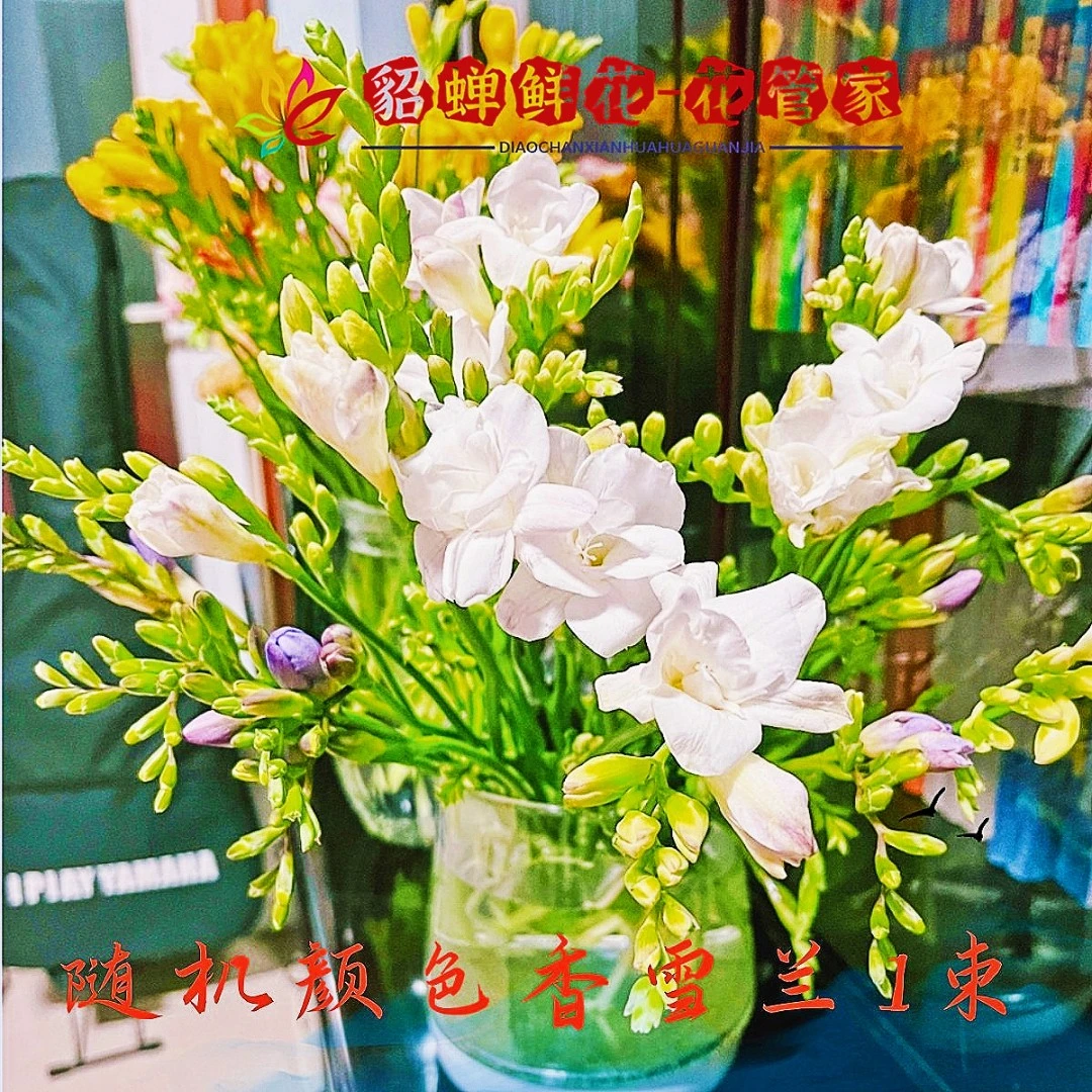 鲜花 35支+5枝不选色香雪兰 5枝损耗不售后  不支持已发出退款