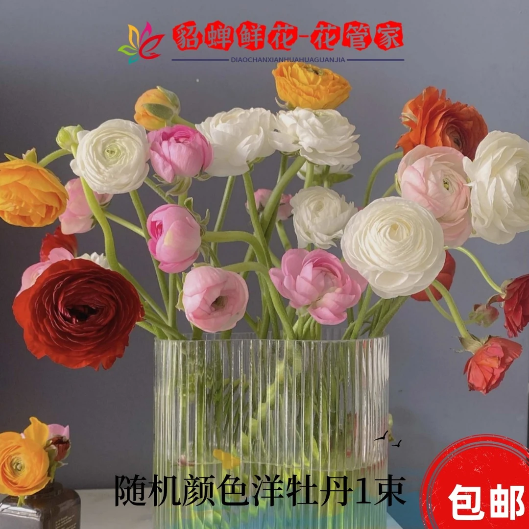 鲜花 15支不选色洋牡丹  (带纸壳醒花） 0度以下需拍保温棉