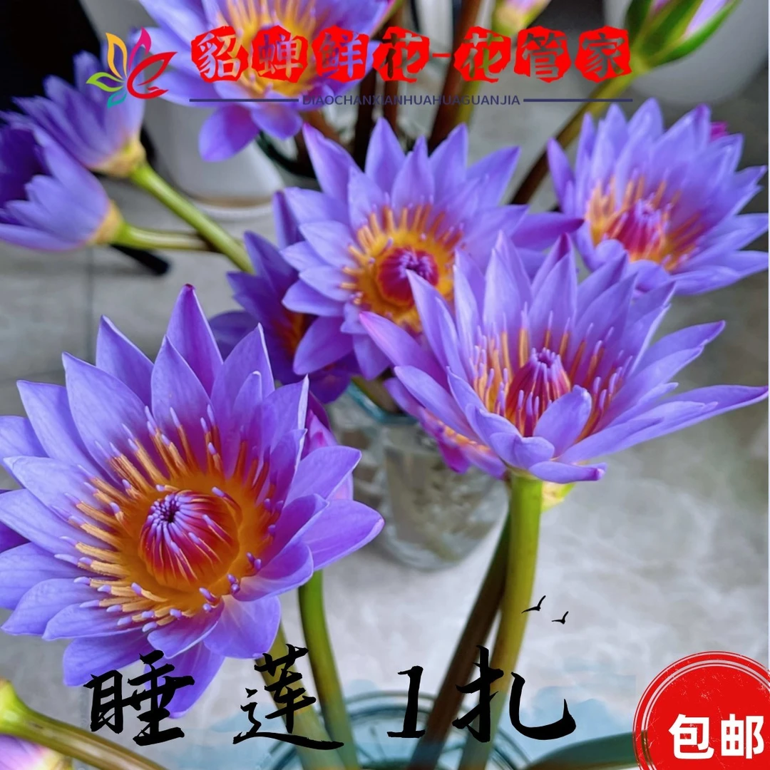 鲜花  10支睡莲 零下5°勿拍，冻坏不售后 不支持已发货退款