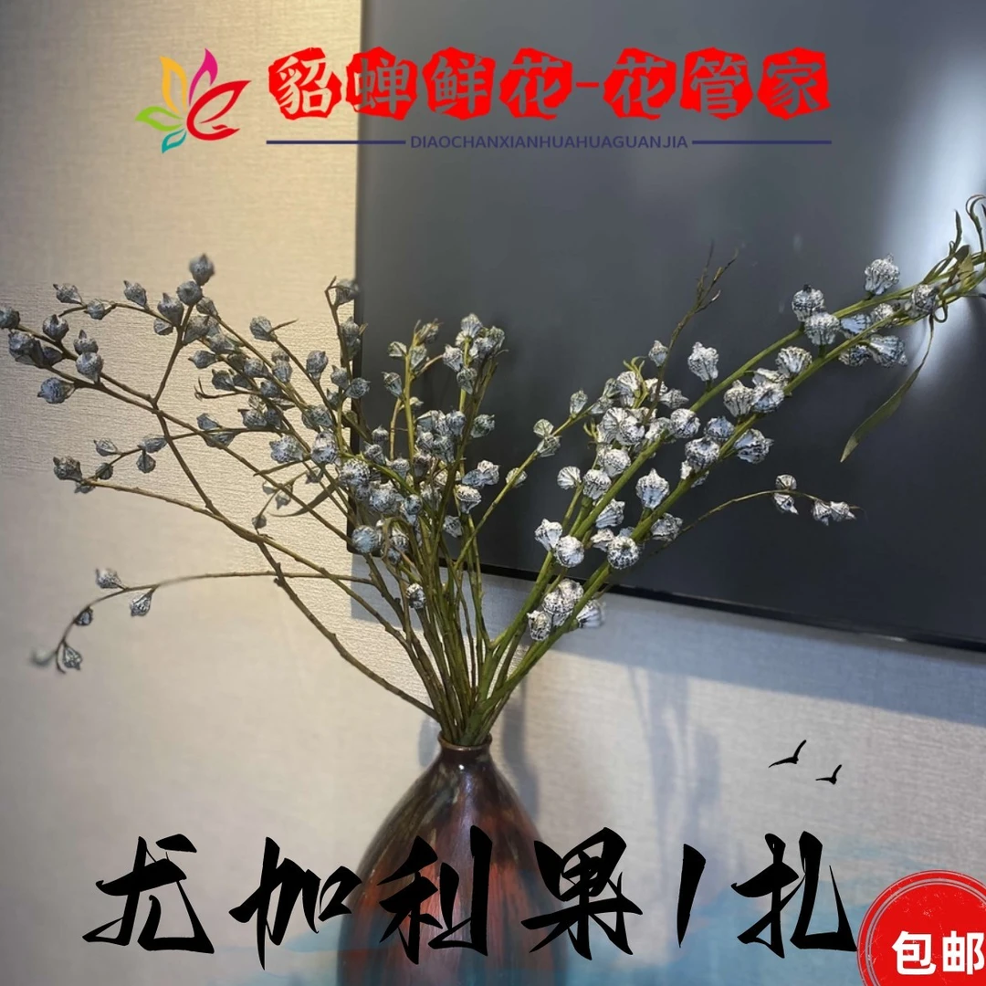鲜花 3把尤加利果（老果）  不支持已发货退款  收到观赏养护