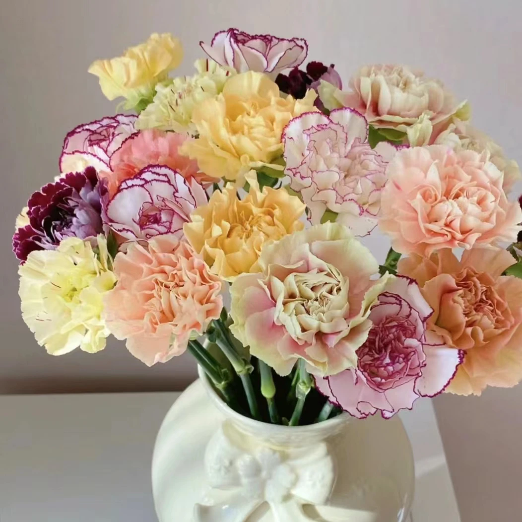 云南鲜花 单头康乃馨 L