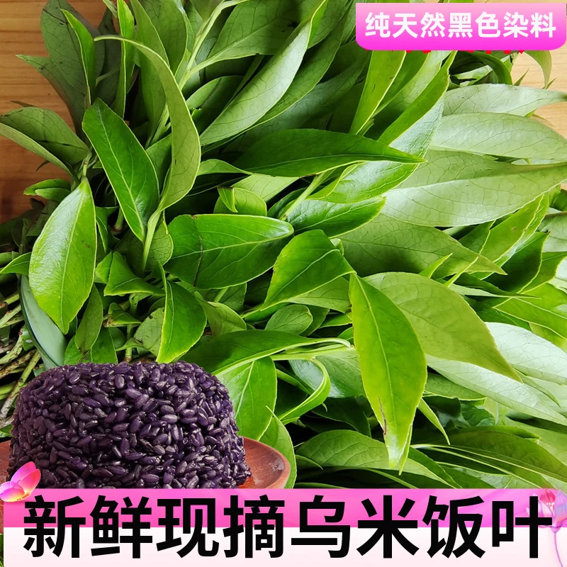南烛叶贵州新鲜老蛙叶乌米饭叶带杆透骨香叶泡茶煮水香老挖草叶
