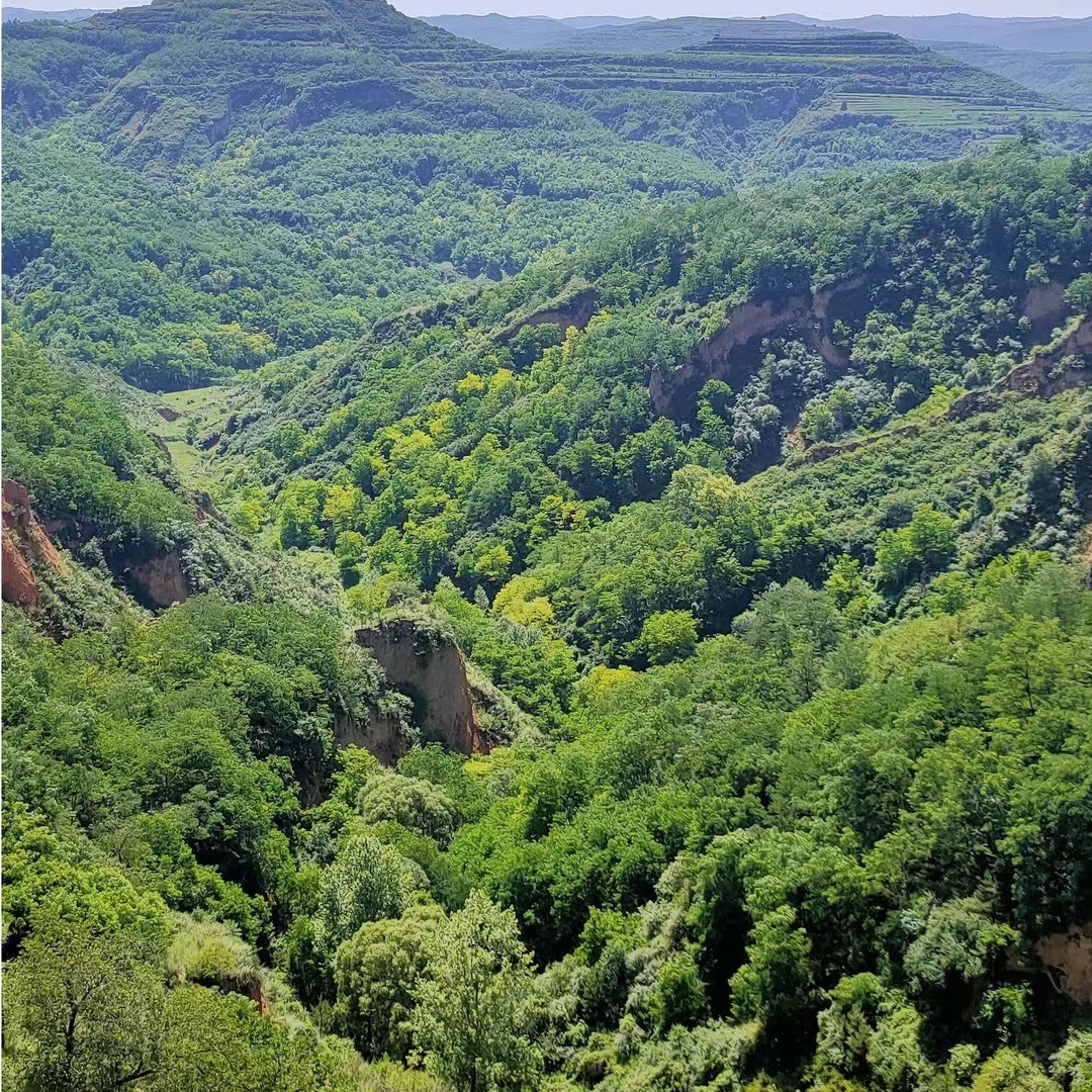 绿植花卉室内庭院阳台种植