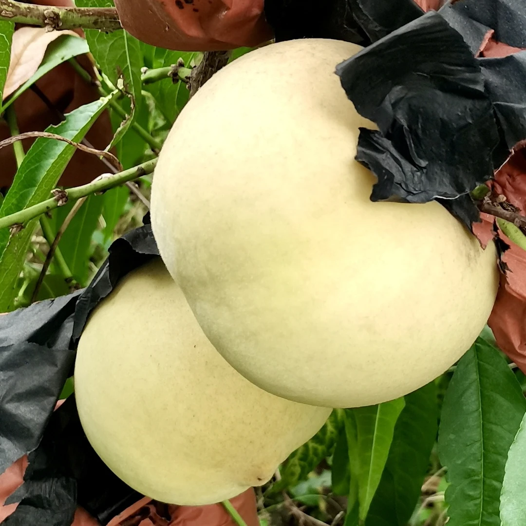 新鲜采摘精品大果冬桃脆甜桃老人重量6.5斤左右坏果包赔江浙沪皖