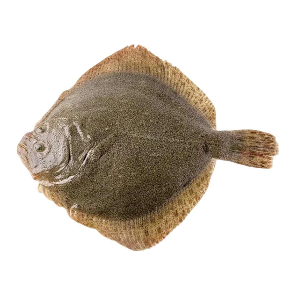 【鲜活】多宝鱼  约500g