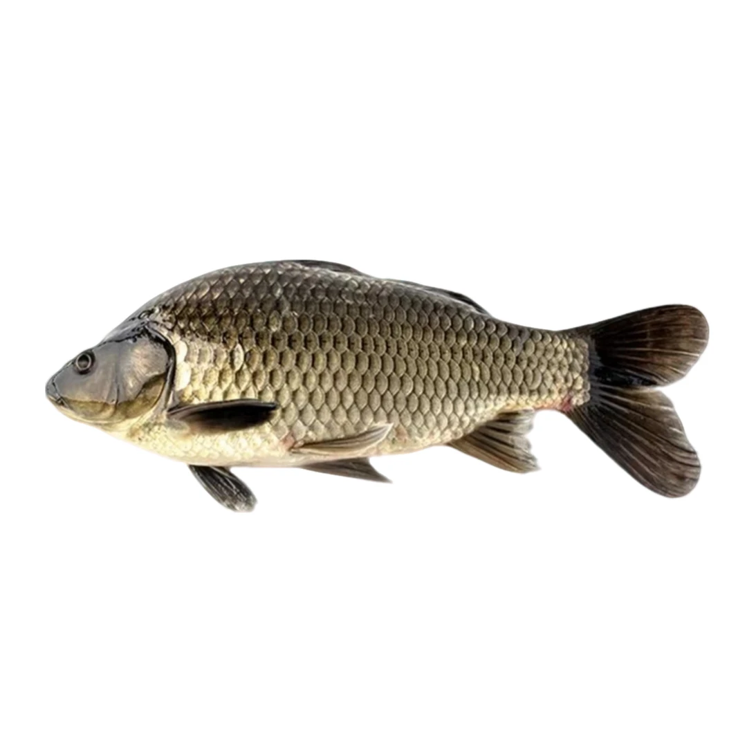 野生大鲫鱼  一条   约400g