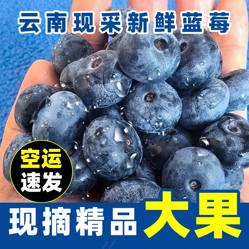 【SF空运速发】云南蓝莓新鲜采摘树熟新鲜应季水果蓝莓香甜可口1斤