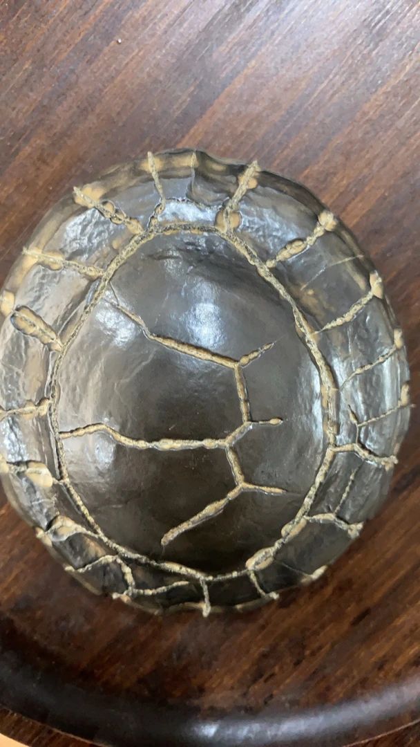 纯天然龟纹石原石-图片仅供参考