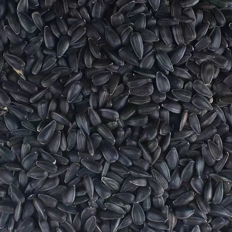 玄凤牡丹大头鹦鹉饲料鸟食油葵小瓜子鸟用零食训练奖励鸟鹦鹉食粮