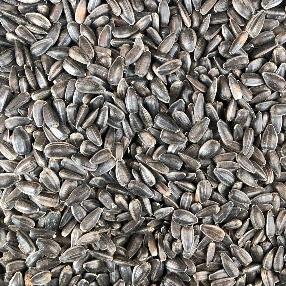 大头鹦鹉混合鸟粮虎皮玄凤牡丹小太阳鸟食鹦鹉食粮黄谷子虎皮鸟粮