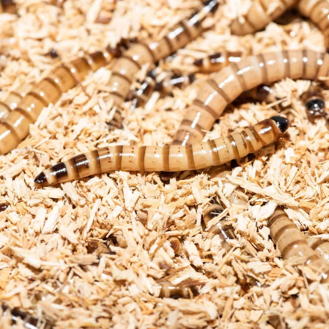 新鲜大麦虫活体虫金龙鱼银龙鱼料鸟食乌龟粮食爬宠物饲料活体虫子