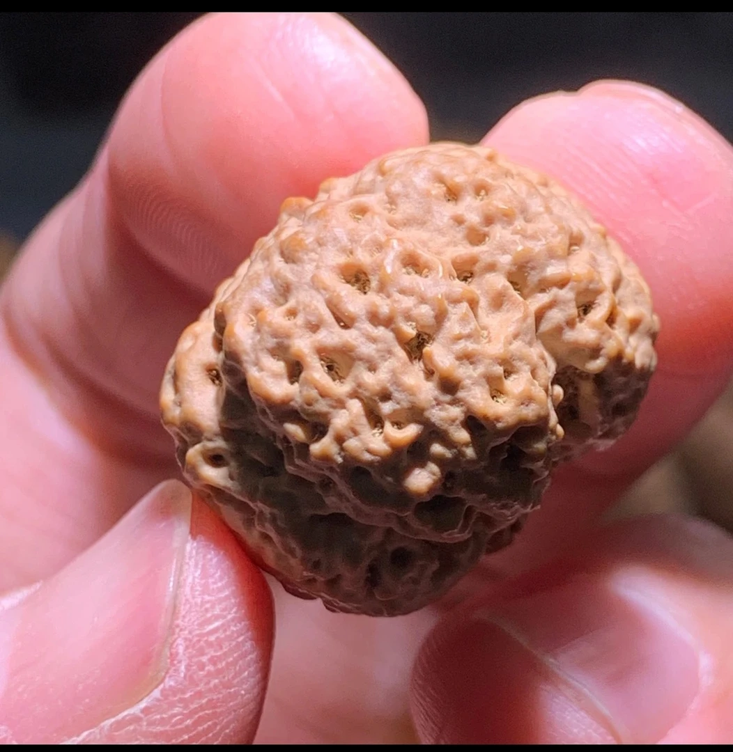 新籽大金刚矮桩高端毕业款改价链接拍前截图