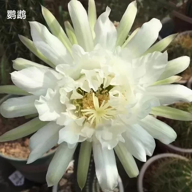 《鹦鹉》毛花柱《紫罗兰之眼》仙人球《红帕帕吉娜 》大花VR11多肉植物