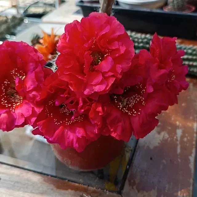 《火璃》彩草美年达仙人球花色漂亮勤花多肉植物好养