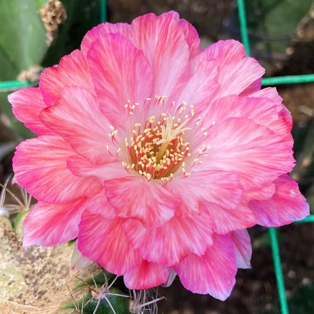 《血线》丽花仙人球
