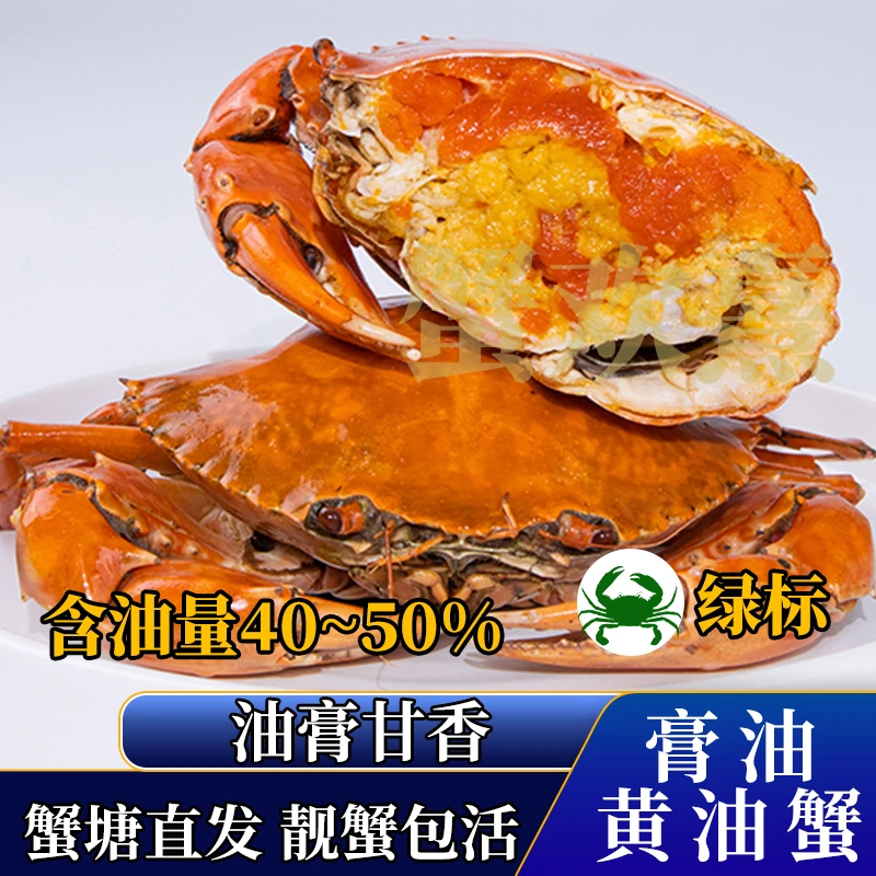 【膏油4-4.5两】鲜活黄油蟹特源头蟹塘直发包活