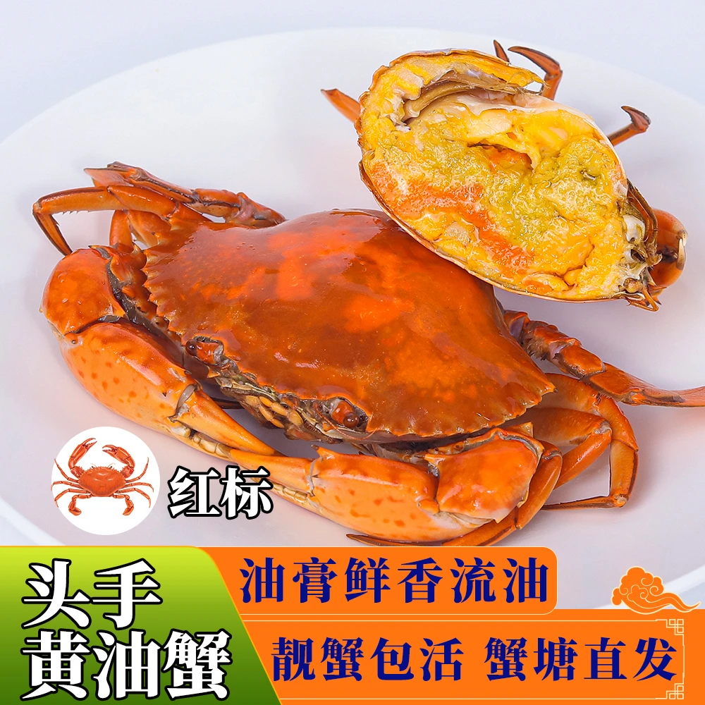 【头手黄油蟹】美味鲜活黄油蟹广东源头蟹塘直发包活黄标或红标等级