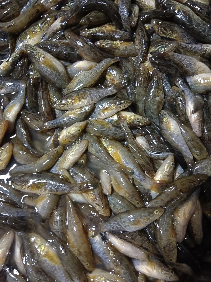 小小号老头鱼48斤5斤包邮黑龙江野生老头鱼