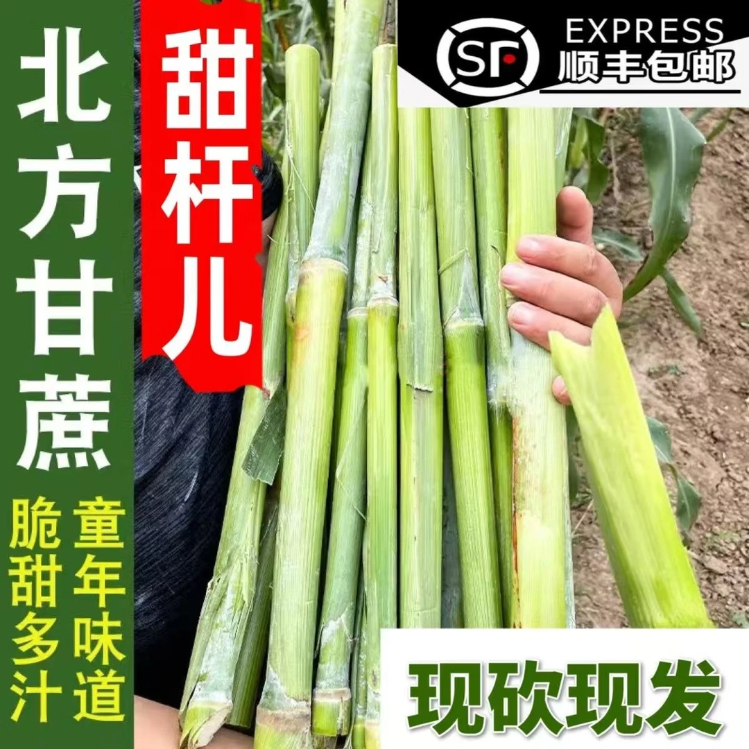 【超级甜】甜杆新鲜脆甜杆顺丰包邮甜高粱杆当季甘蔗整箱芦粟孕妇