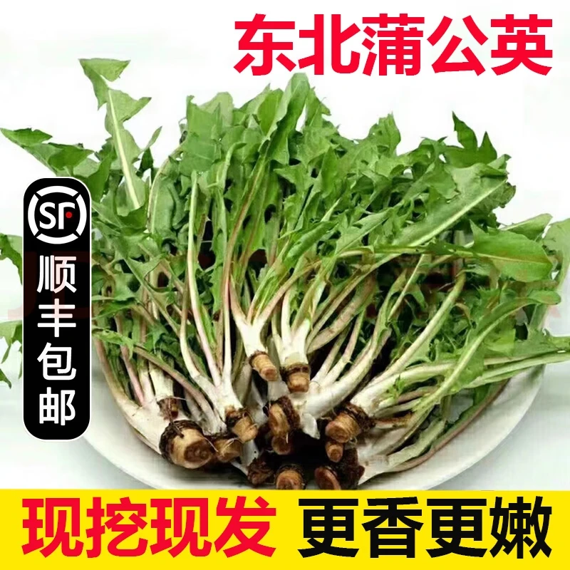 【顺丰快递】东北老菜新鲜婆婆丁野菜蒲公英芒果现发应季山野菜