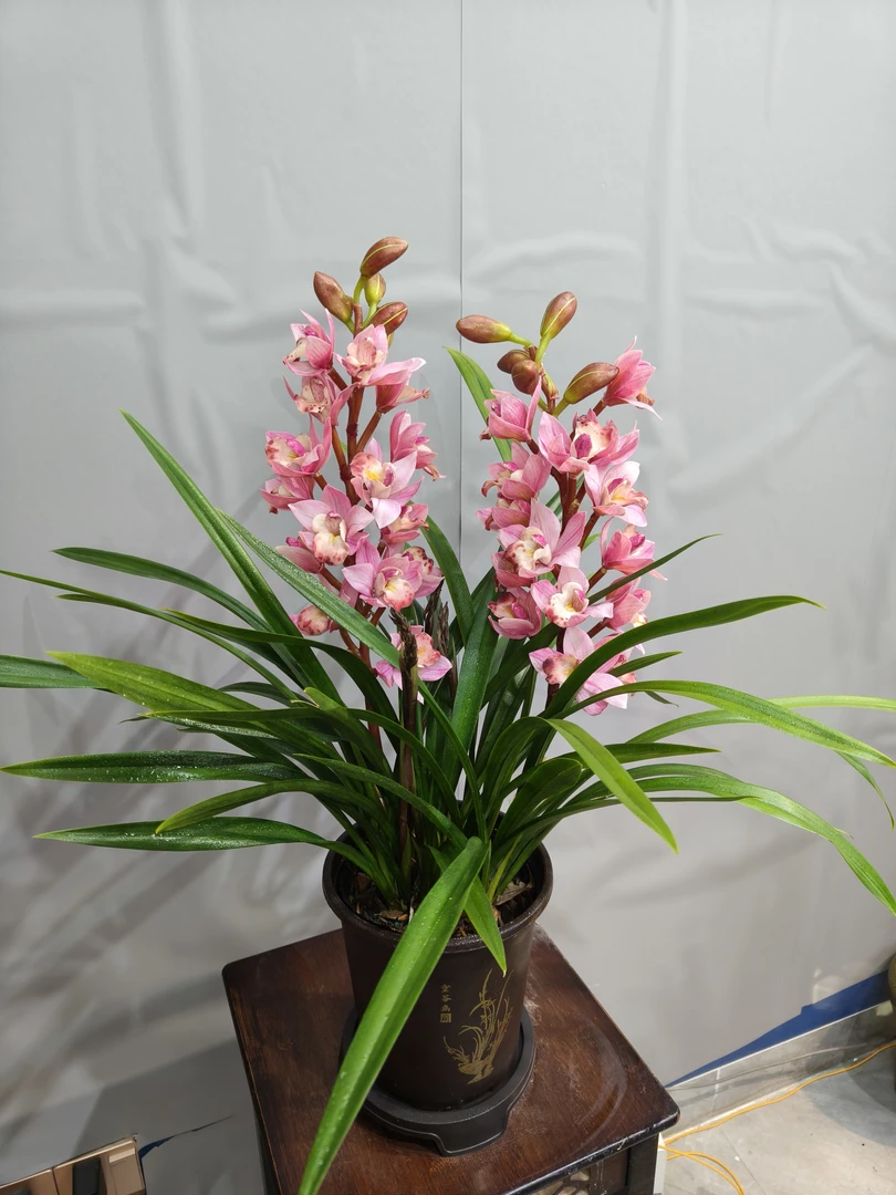 【双旦浮力】粉天使 年宵花5支花剑起好养易活带盆+底座