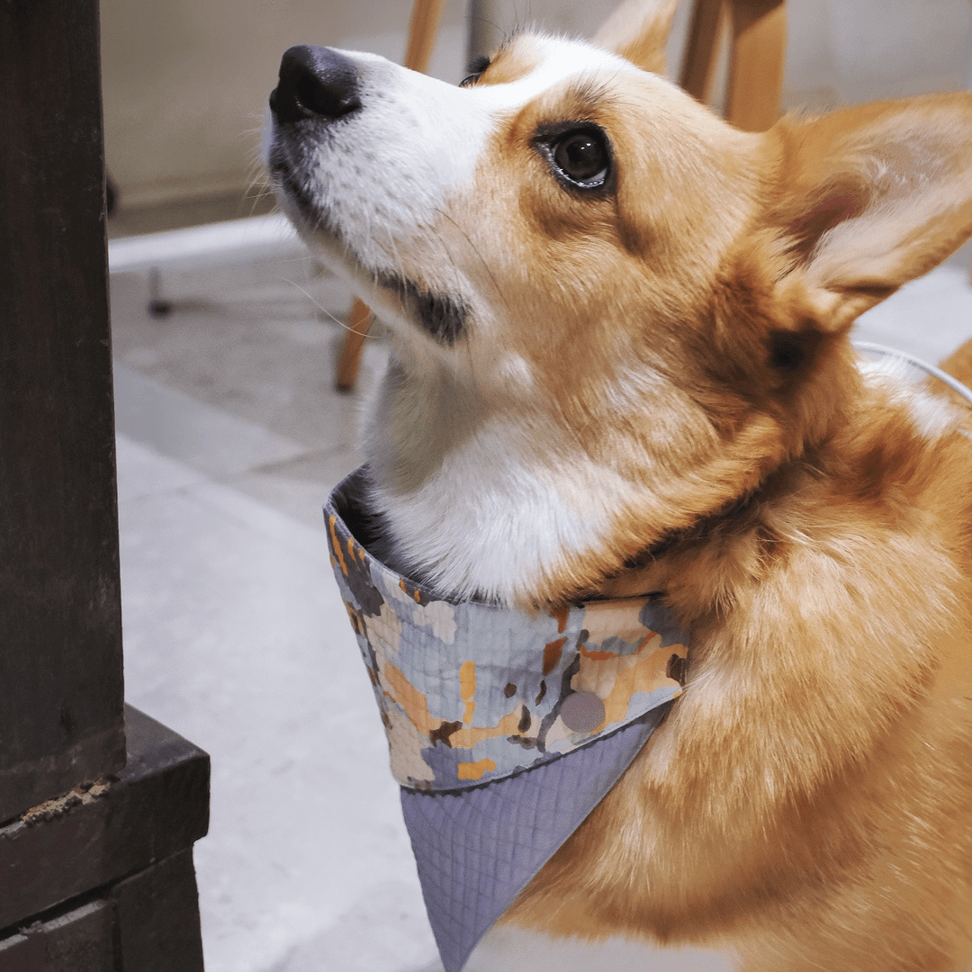 充满抛瓦宠物狗狗口水巾清爽可爱甜美配色边牧杜宾金毛拉布拉多