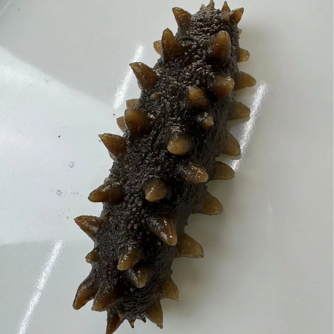 深海/鲜即食海参