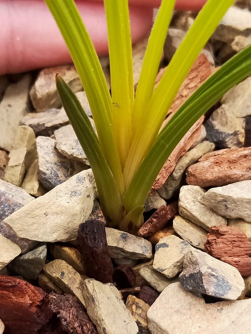 兰花品种 (蕙兰  春兰)