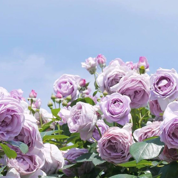 蓝色阴雨爬藤勤花月季拱门庭院围墙成景蓝紫色新手便宜月季花直播