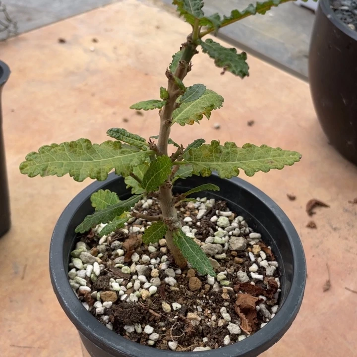 娜娜乳香块根植物