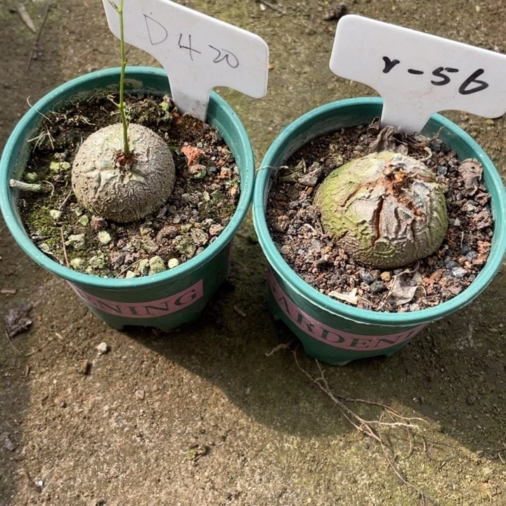 定盆定养龟甲龙2个