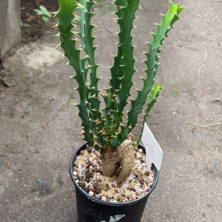 实生旋转麒麟块根植物