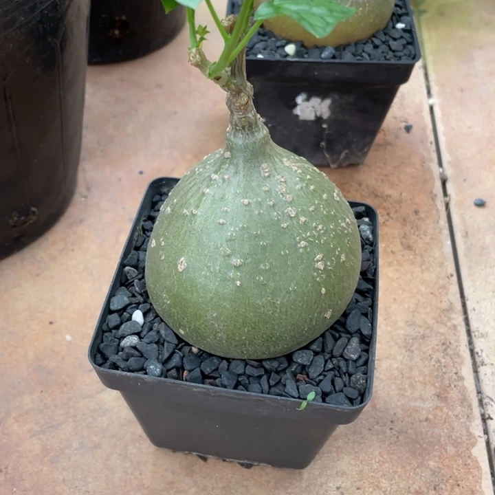 银叶睡布袋块根植物