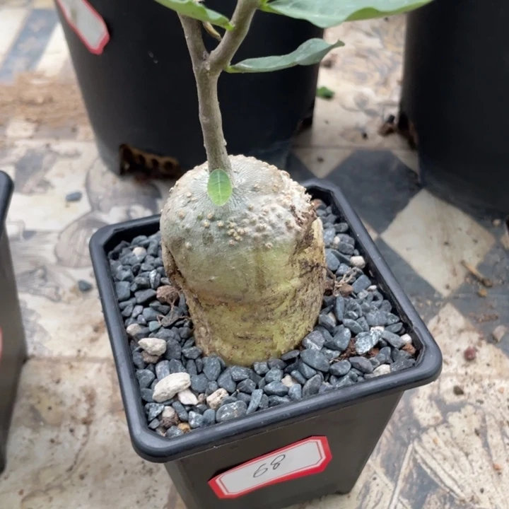 火星人块根植物植物