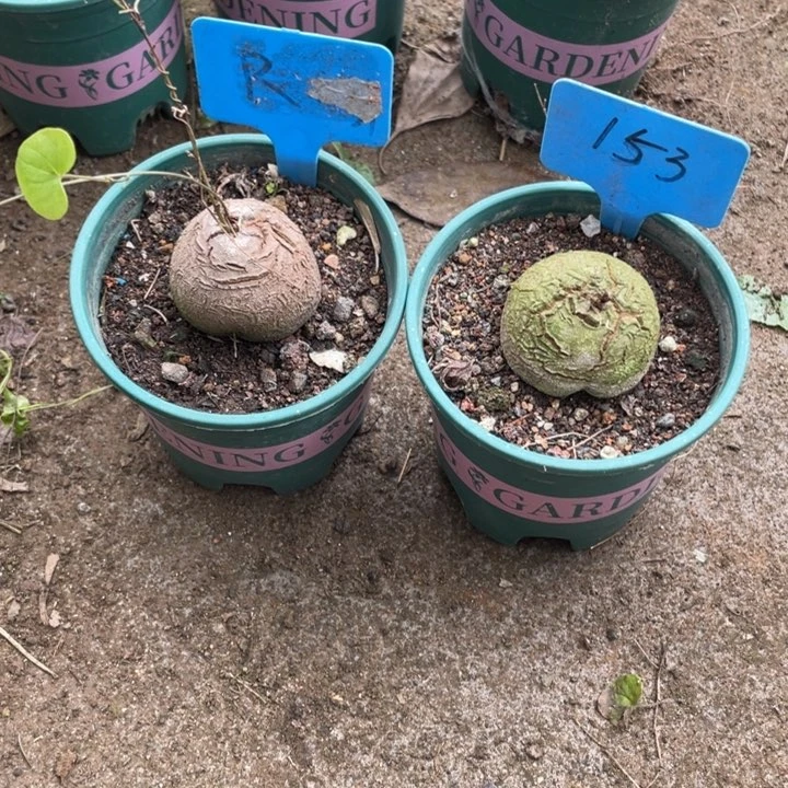 1**5定盆度龟甲龙植物