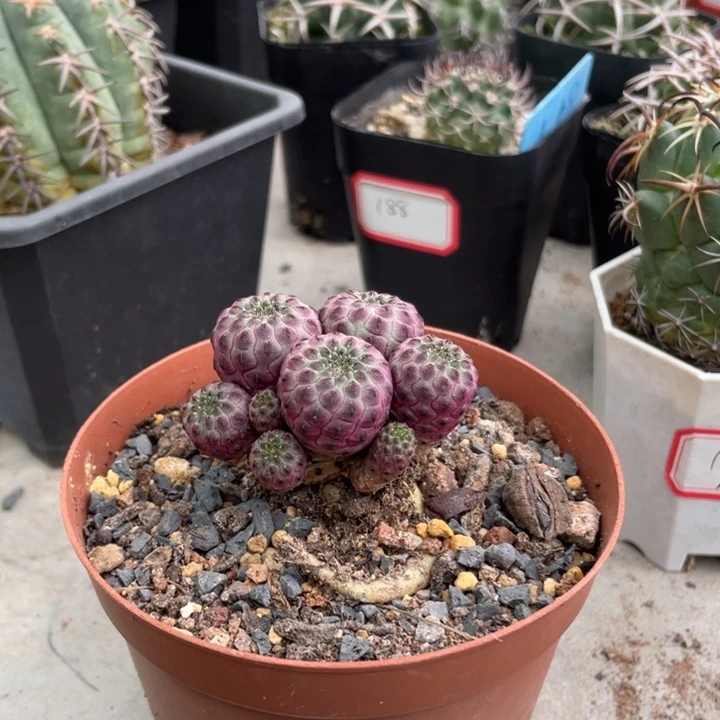 紫立丸仙人球植物