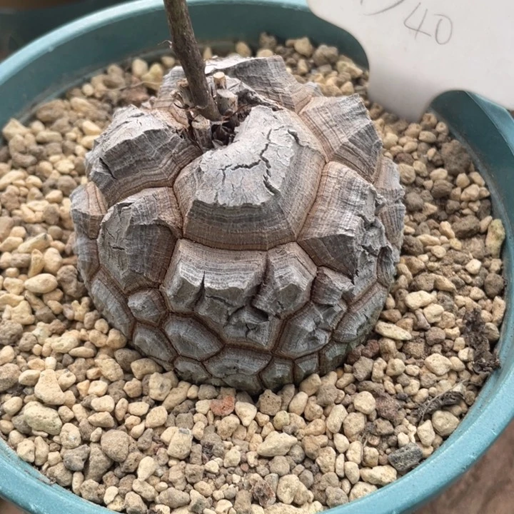 龟甲龙一物一拍D40