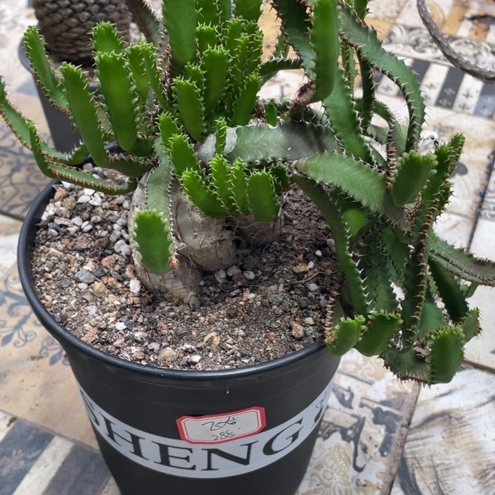 飞龙大戟块根植物植物