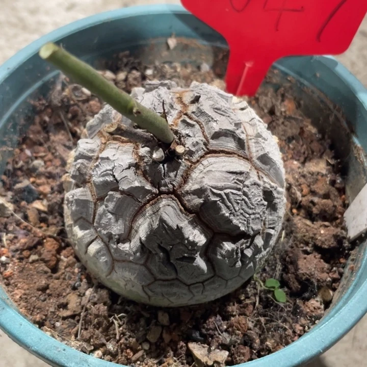 龟甲龙一物一拍047