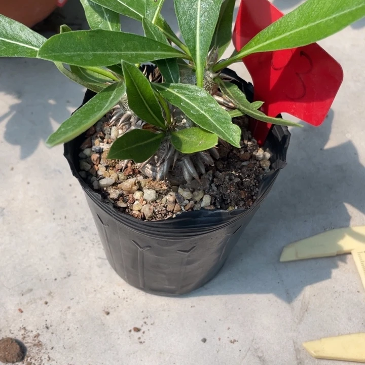 。**！惠比大黑块根植物